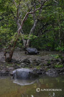 LAS 7 ESPECIES DE TORTUGAS las 7 especies de tortugas: