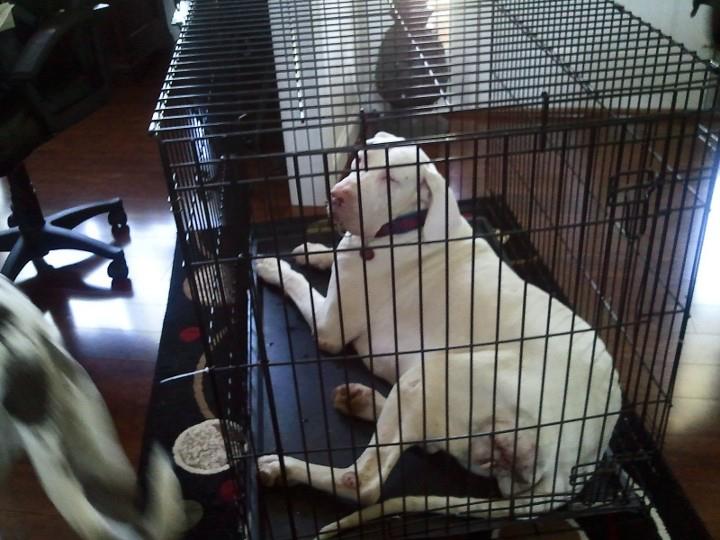 The K9 Coach Dog Training June 2014