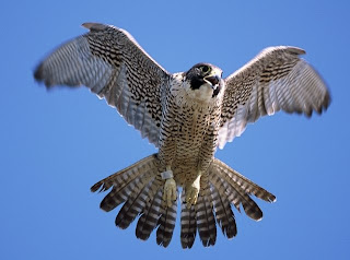 Falcon flying with open beak