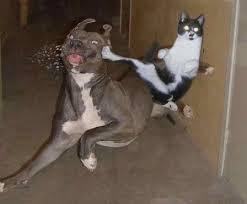 Creanga Florin Faze Tari Cu Pisici Mori De Ras Funny Cats 2015 Awesome Scenes
