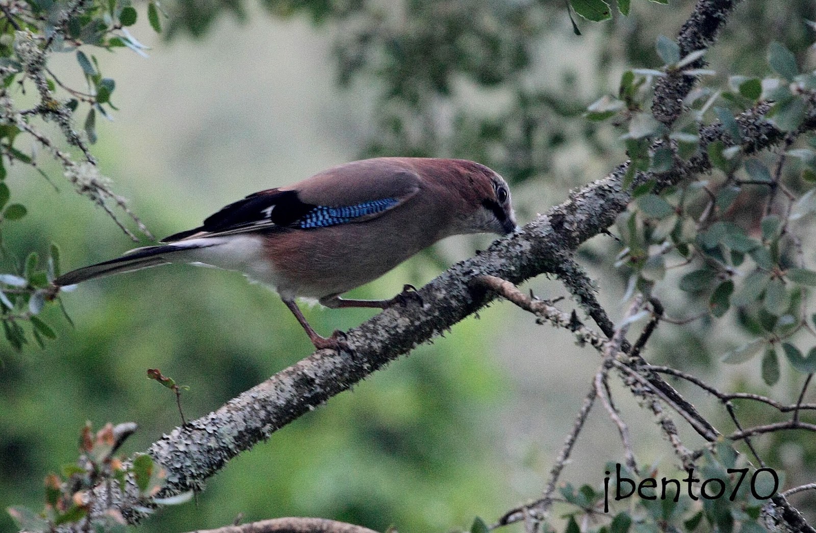 Birding Cascais Gaio / Eurasian Jay (Garrulus glandiarius) nos Jardins
