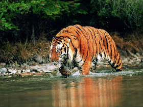 animal+photo+of+an+endangered+siberian+tiger+searching+for+food.jpg