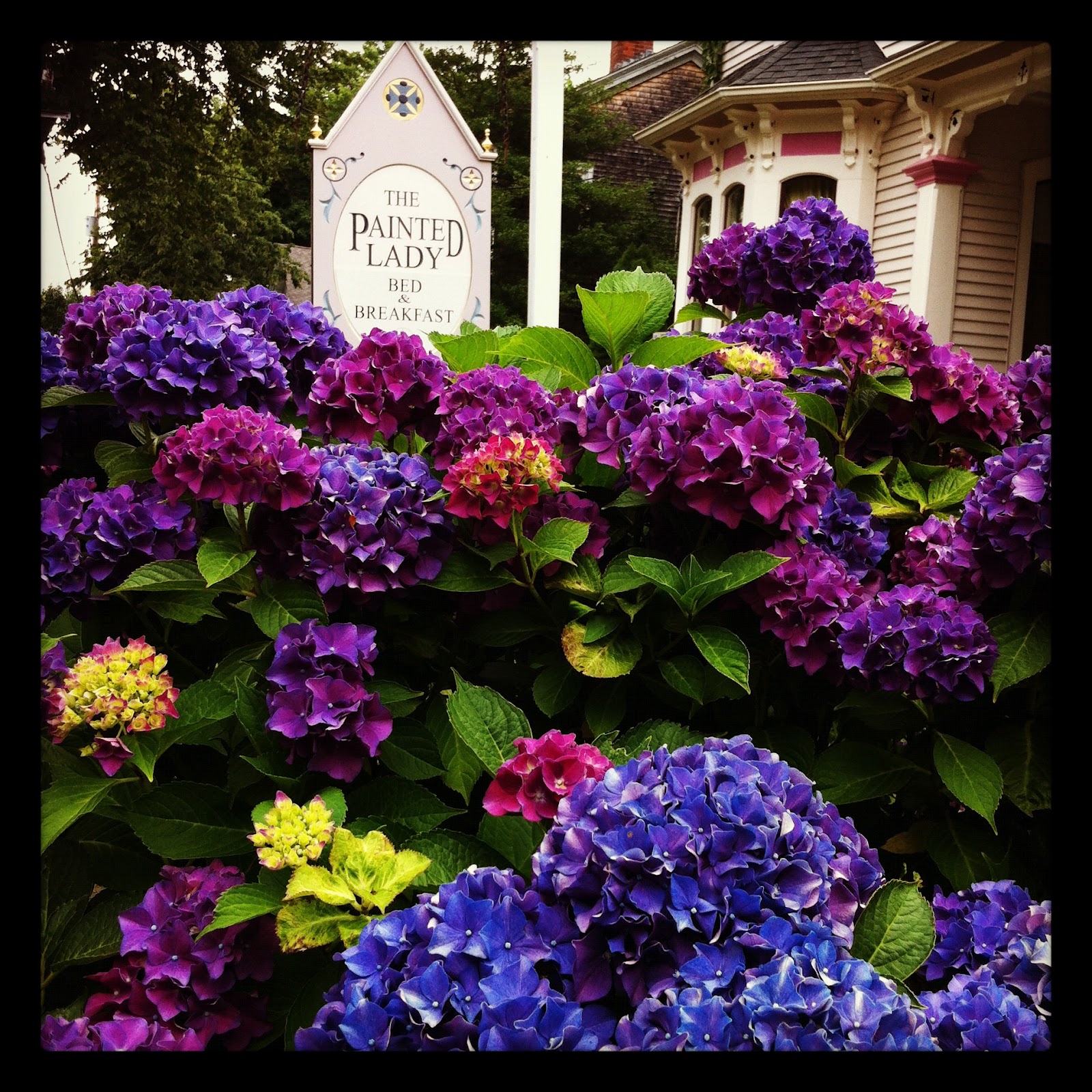 http://2.bp.blogspot.com/-1FZ3Acwmq7E/UBFKZHOMRoI/AAAAAAAACO0/QIXZAlQ7Z2A/s1600/Hydrangea+-+Painted+Lady+Instagram.jpg