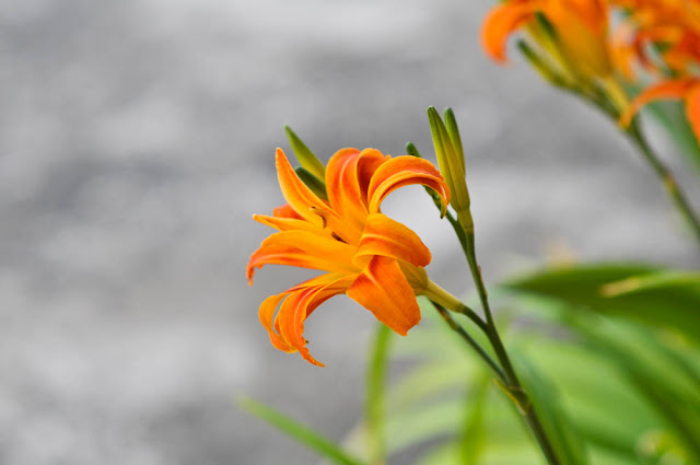 Orange lilies that bloomed today morning after the squall yesterday. Shot with the Nikon D300 and the Nikon 85mm f1.8 @ F2.8