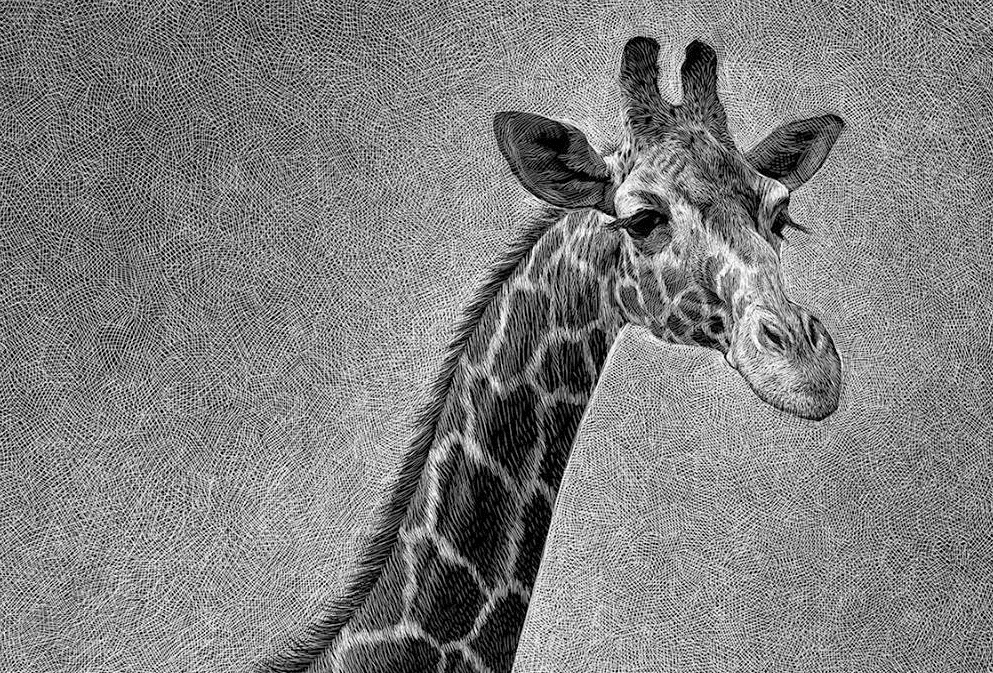 Design Stack A Blog about Art, Design and Architecture Wild Animals