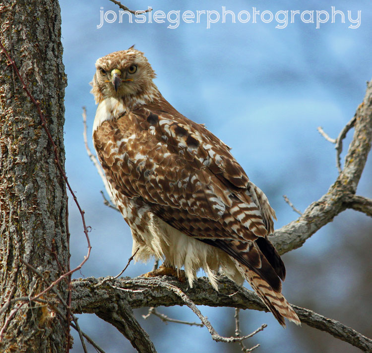 Northern Illinois Birder RedTailed Hawks, Northern Illinois