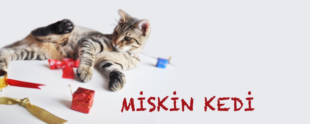 Miskin Kedi