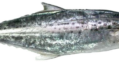 Ikan Tenggiri: Karakteristik Ikan Tenggiri