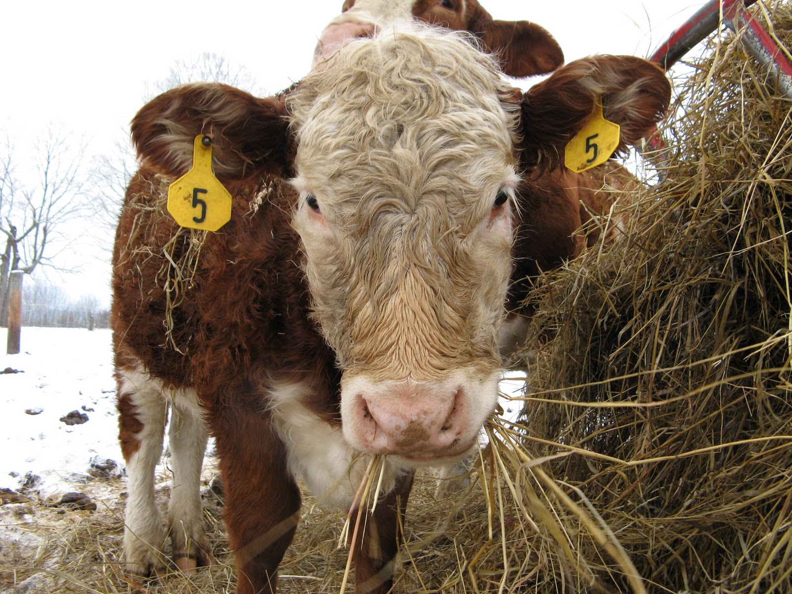 Animal Instinct Making Cud