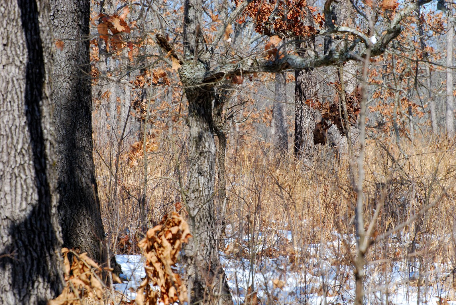 The Tennessee Wildlife Habitat Blog Quail Habitat Exercise