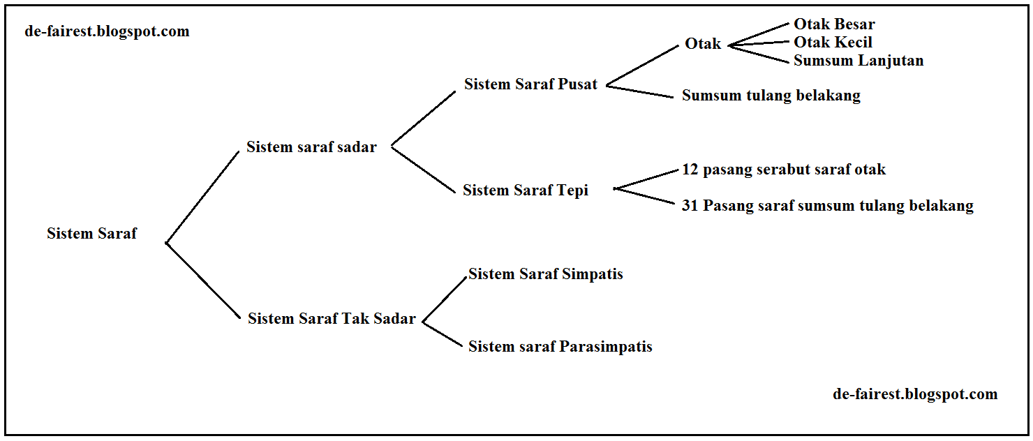 Susunan Sistem Saraf Manusia