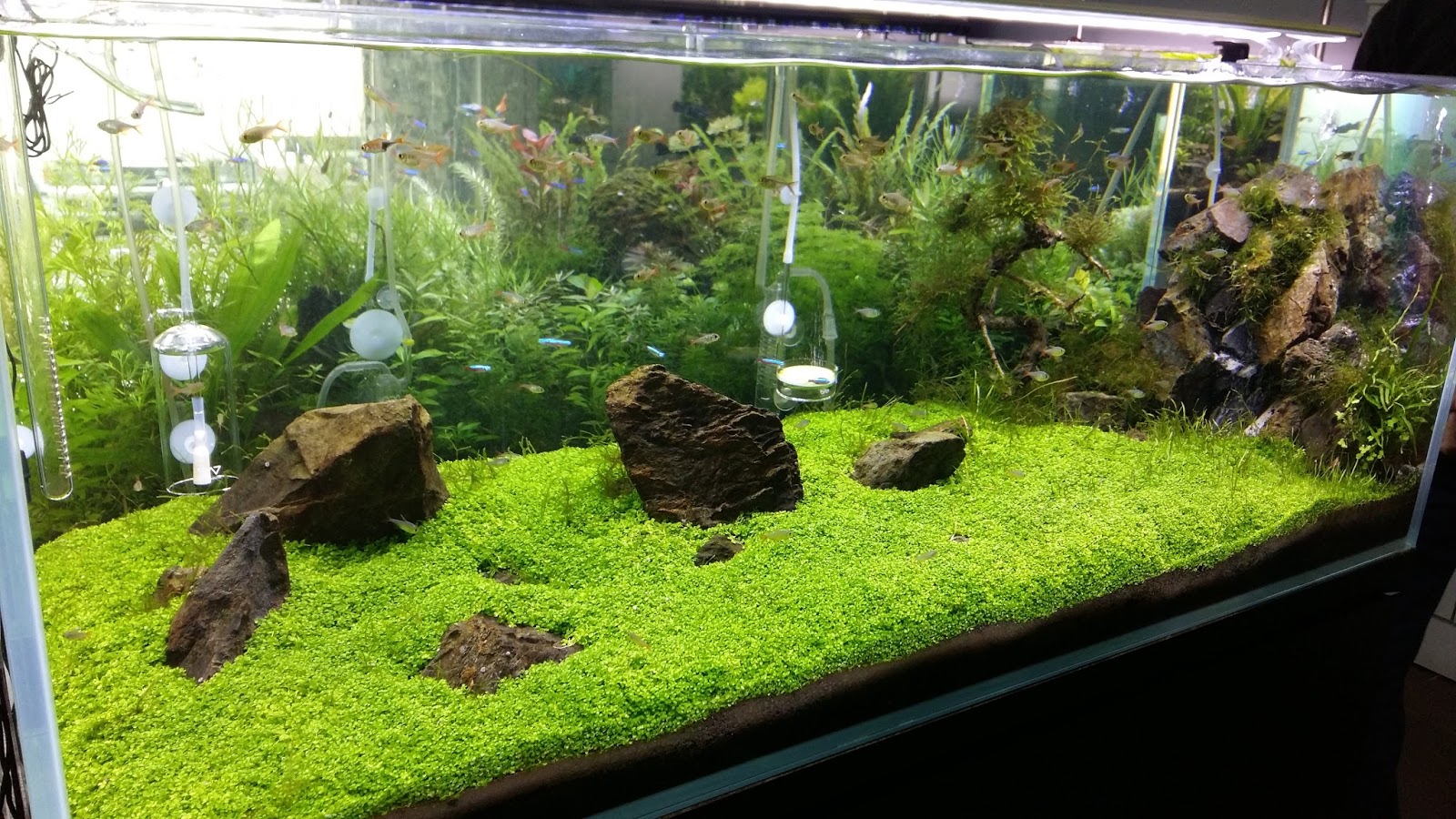 KULTUR FLORA AKUATIK Field Trip to Aquascape Paradise, Shah Alam