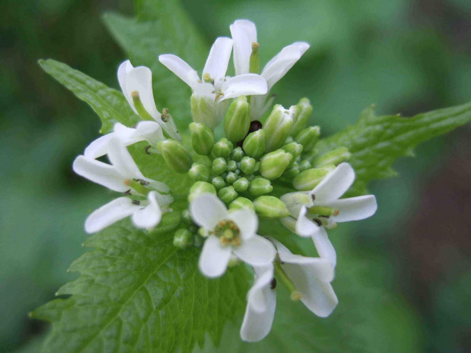 Helping Gardeners Grow Garlic Mustard Day!