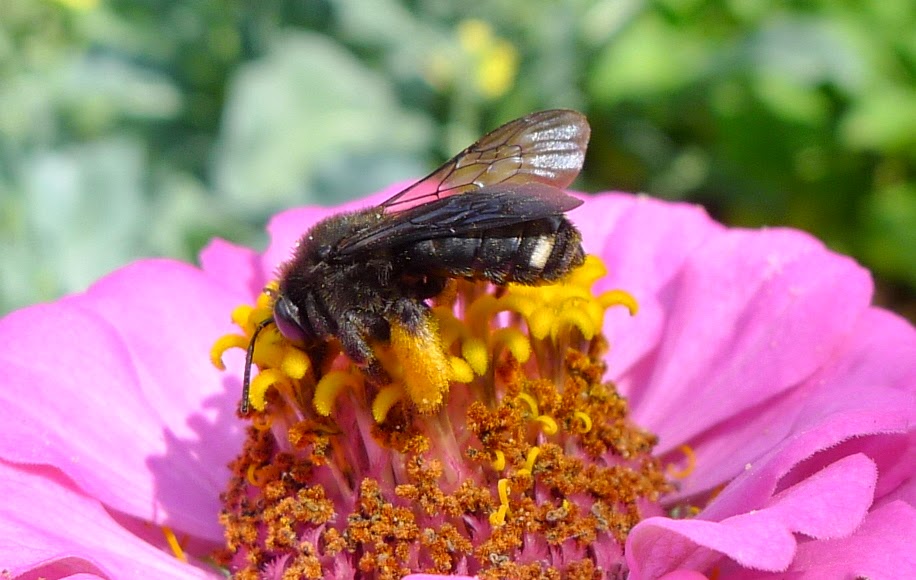 Valley Carpenter Bee, pollinators, urban farming