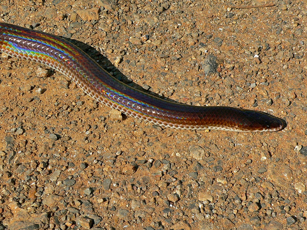 Real Monstrosities Sunbeam Snake
