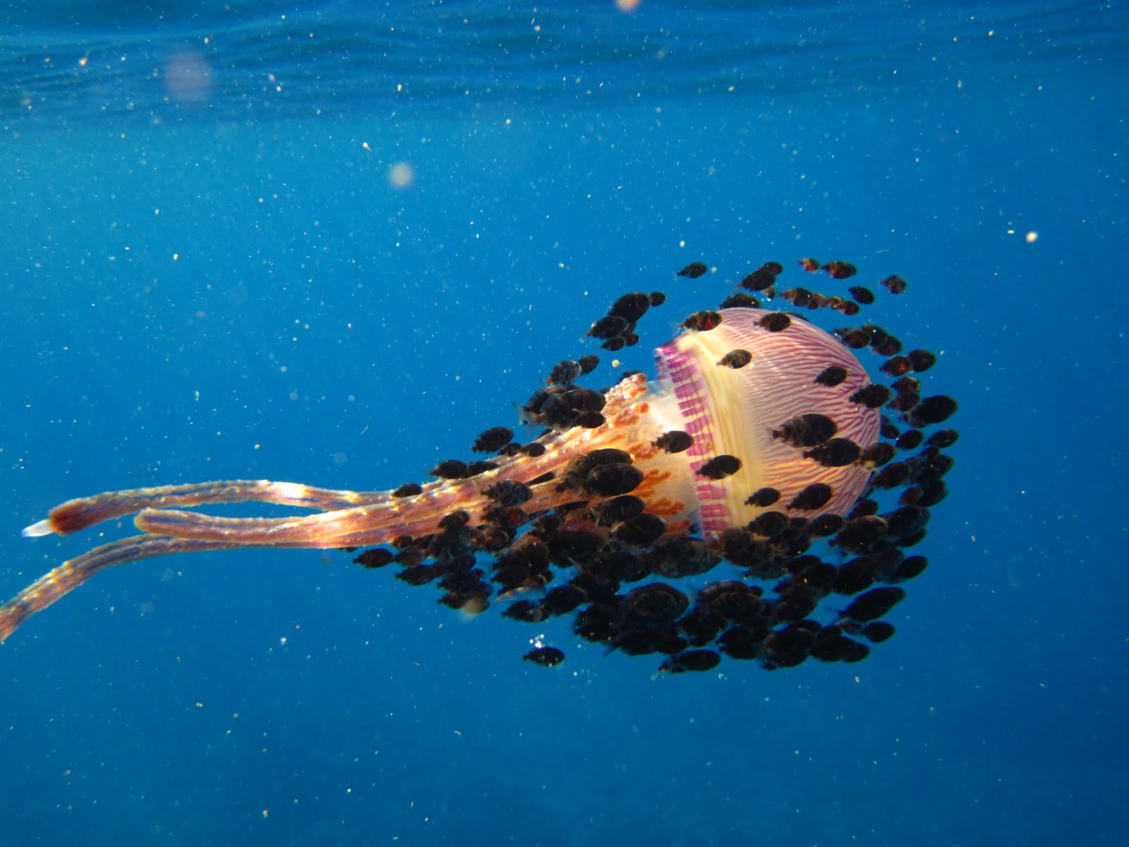 Seaquest Rafting Hawaii Pelagic Jellyfish