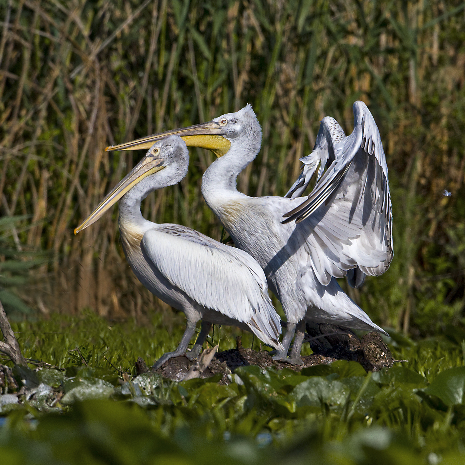 PETER'S PORTFOLIO..............Bird & Wildlife Photography Dalmation