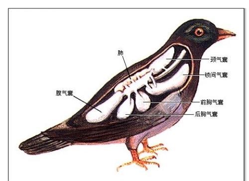 蔡老师的动物世界 鸟类的呼吸