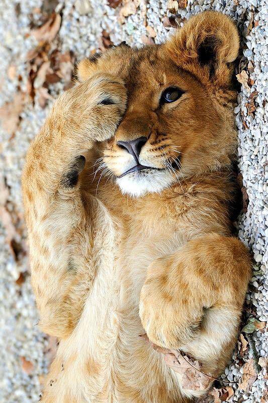 animactu france image lionceau