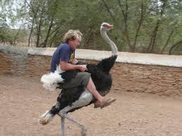 Amazing Event In The World Salah Satu Burung Terbesar