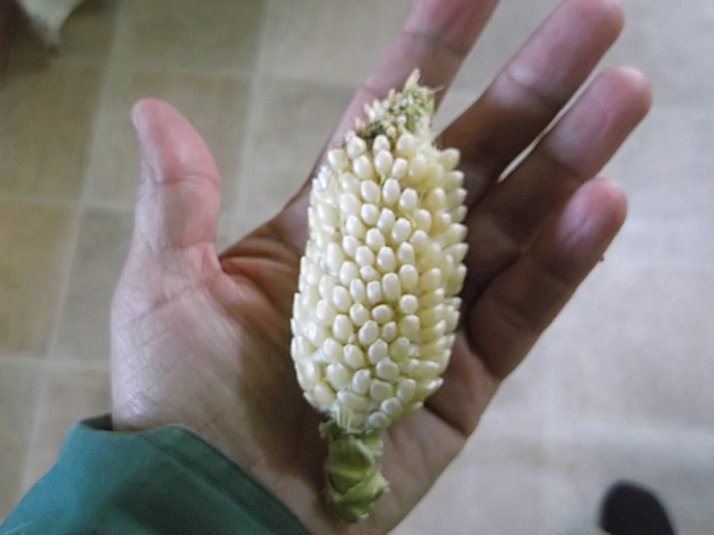 growing popcorn