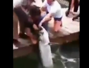 pez muerde el brazo de un hombre en Florida