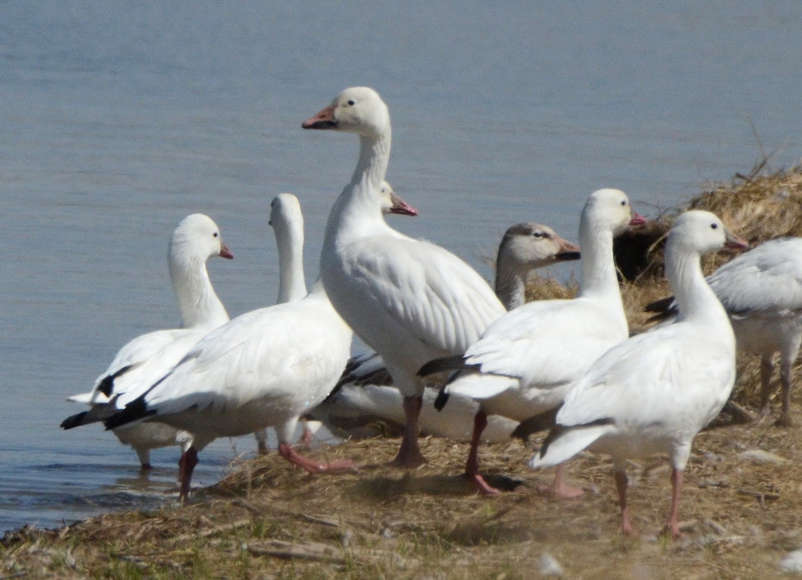 Bird Hybrids Snow Goose x Ross's Goose