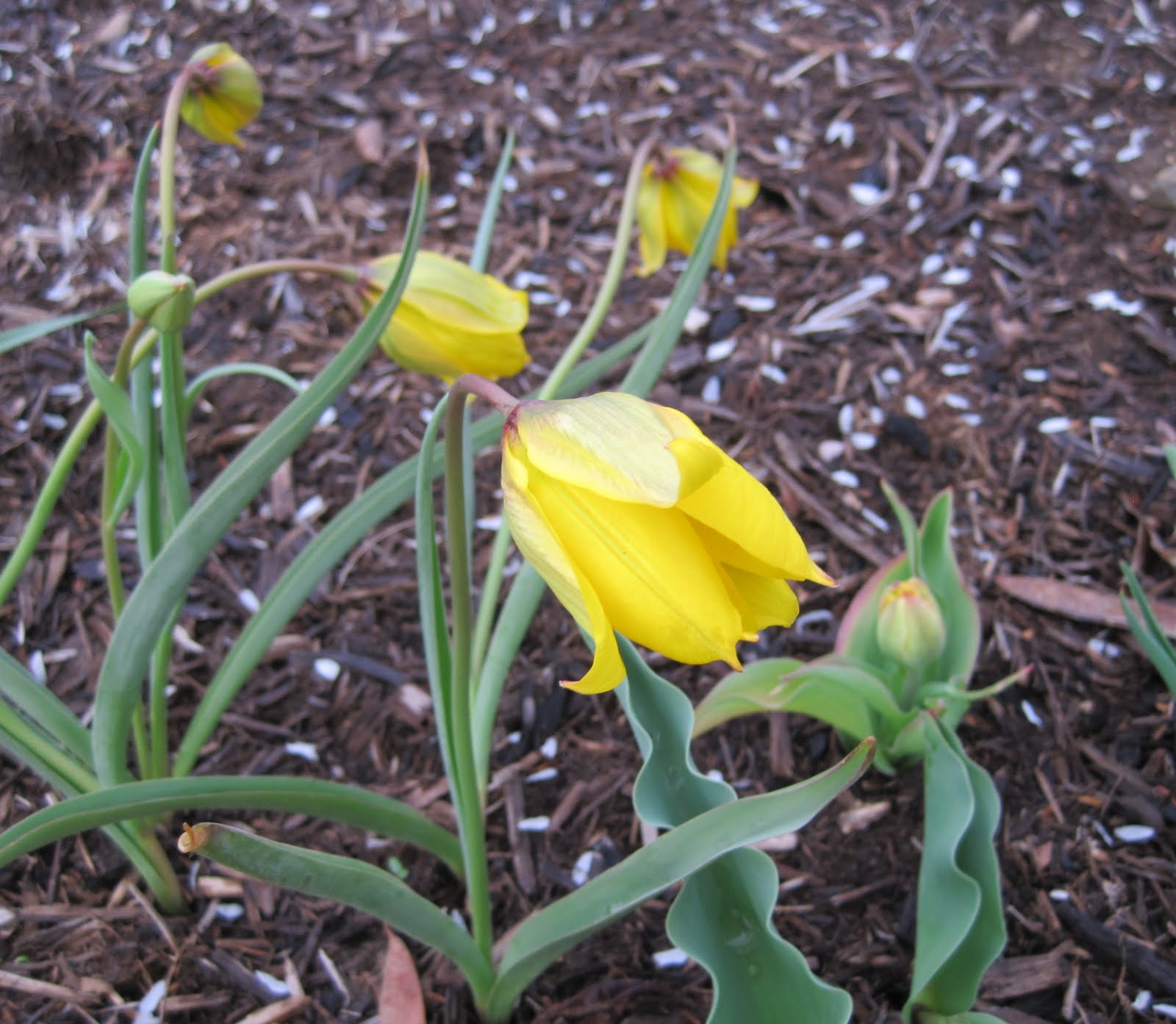 Tulipa Sylvestris
