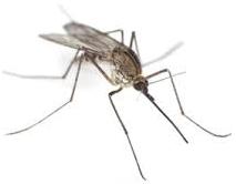 mosquito anopheles