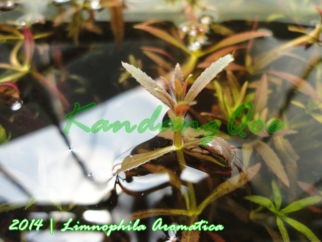Limophila Aromatica