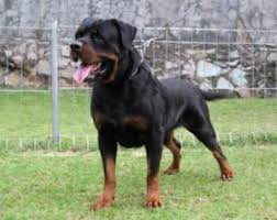 Anjing Anjing Lucu Beberapa Jenis Anjing Penjaga