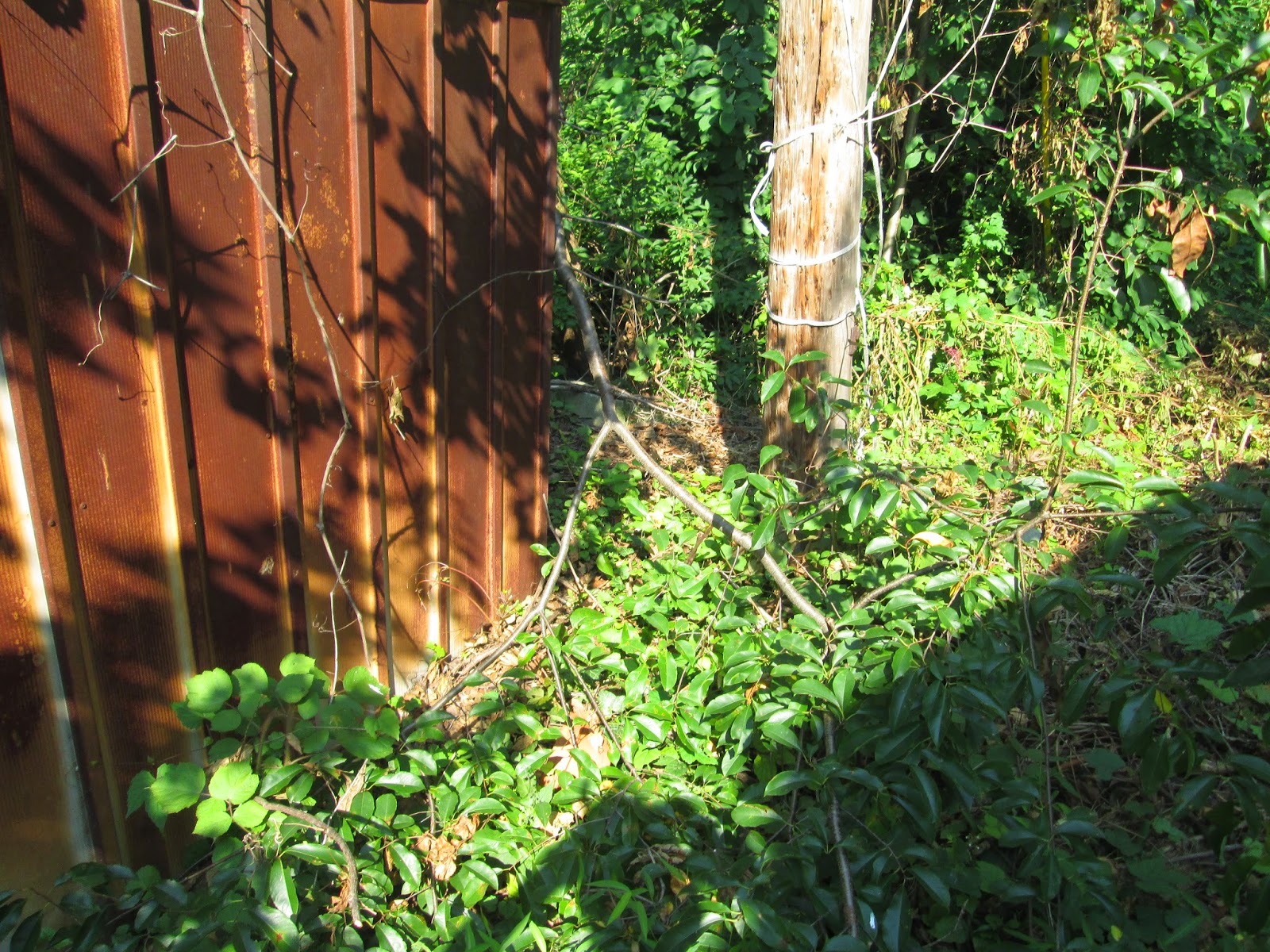 The Belle of Cowbell The Bipolar Therapist from Willow Grove, PA