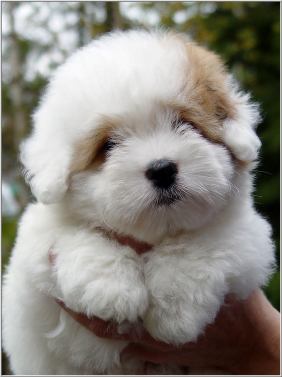 Simply Grand September 2012 Coton de Tulear puppies, Coton de Tulear