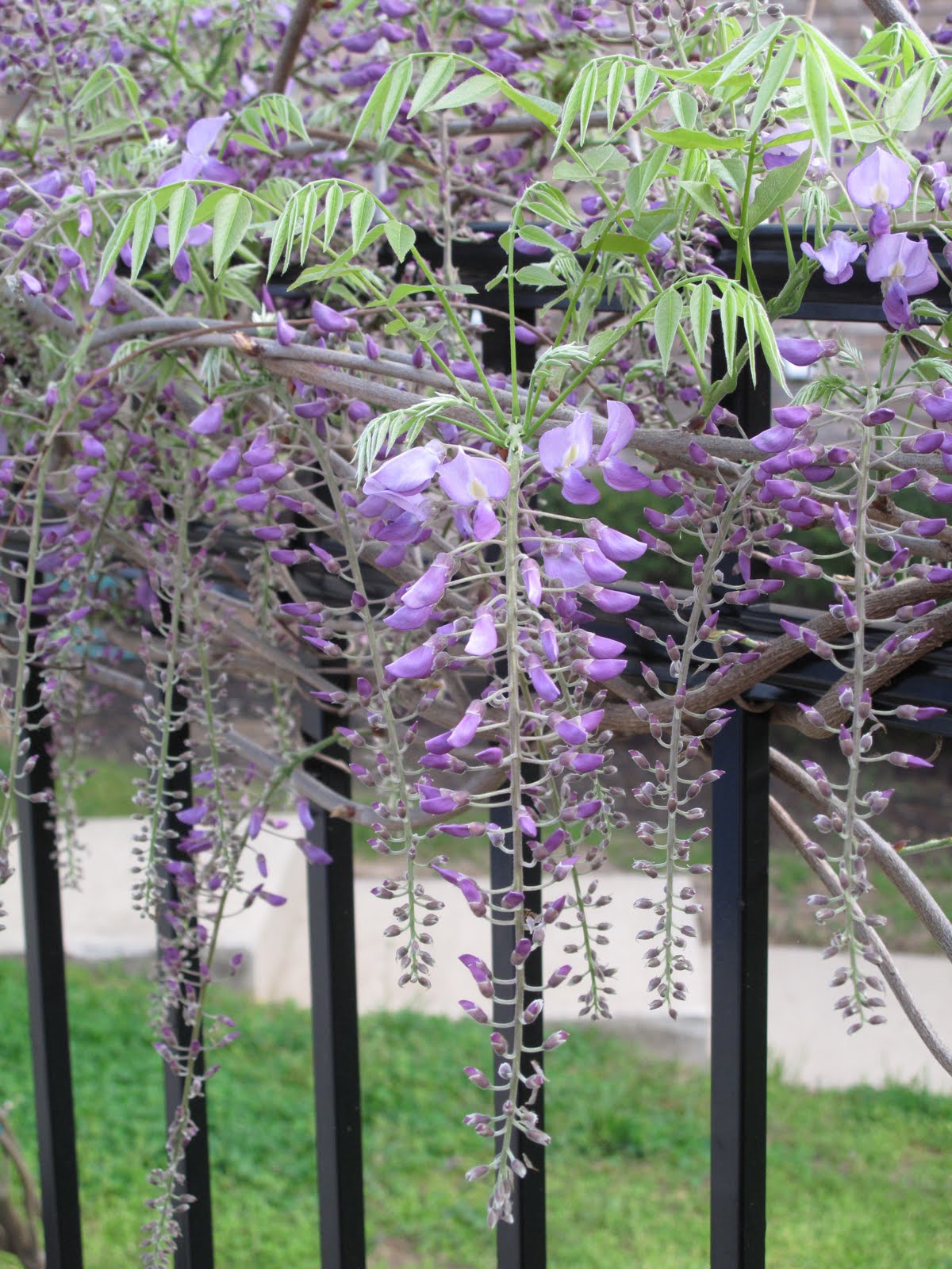 Knee Deep in Bloomers: Wisteria: to plant, or not to plant