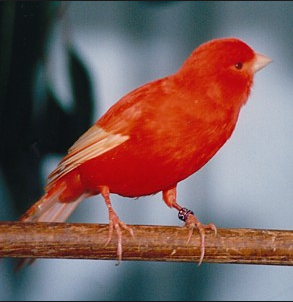 Foto Burung Kenari Red Terbaik