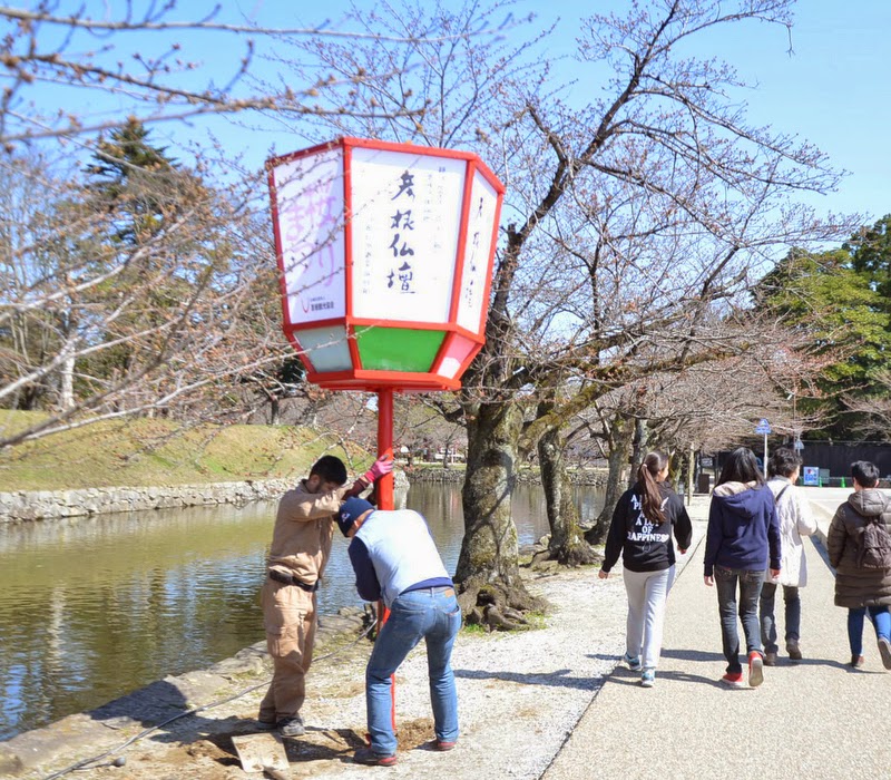 滋賀彦根新聞 彦根城内堀沿いに花見ぼんぼり設置 桜まつり開幕へ