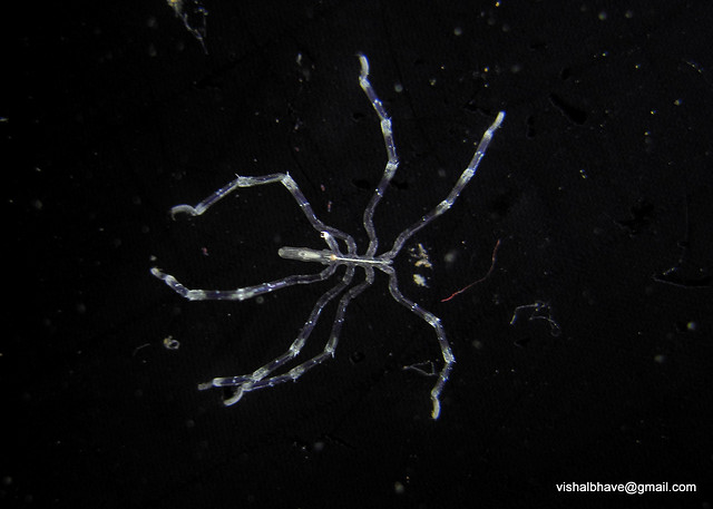 Absurd Creatures: Sea Spiders Won't Bite, But They Do Have Genitals in  Their Legs