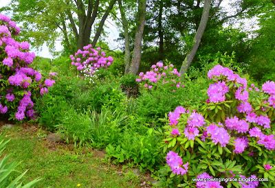 Growing in Grace: Sights Around Our Yard