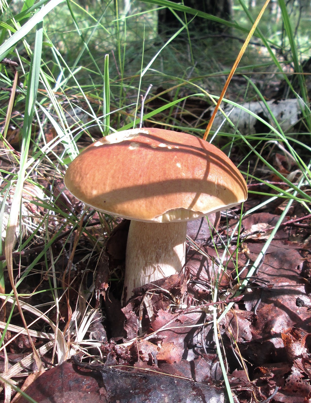 Фото Грибов Попов