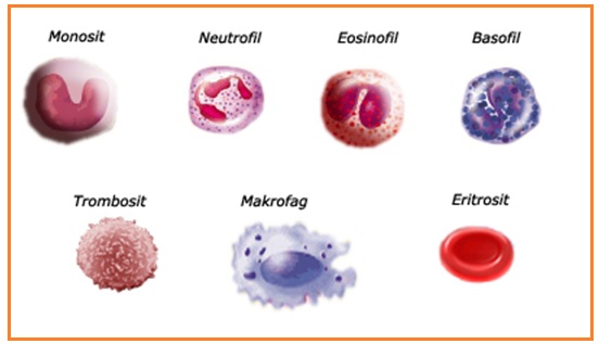 Isharmanto Bojonegoro Prediksi Un Bio 2013 Skl 5 No 16