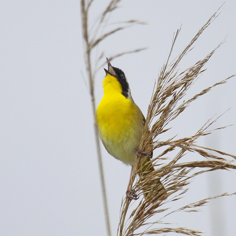 Tails of Birding The Blackmasked Warbler