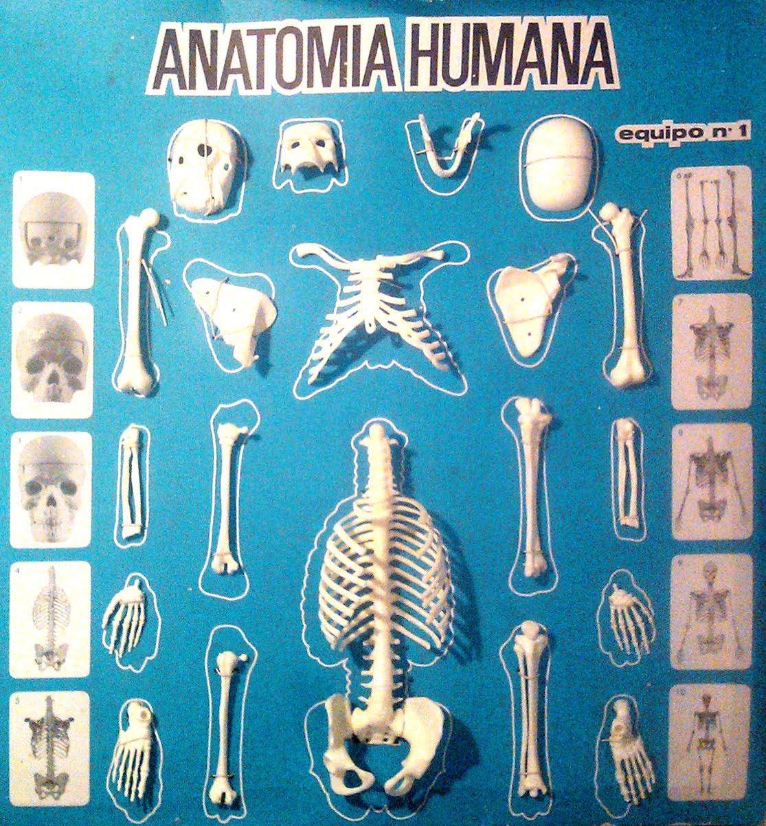 Anatomia humana serima
