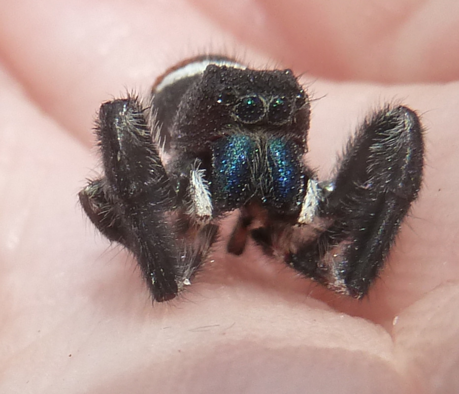 Tan Jumping Spider  Missouri Department of Conservation