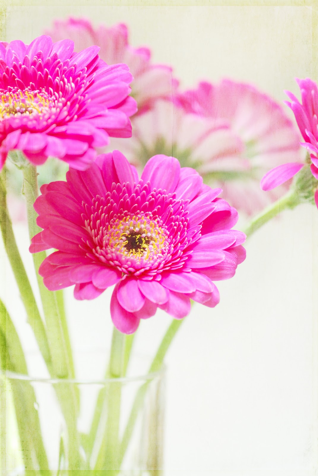 Dew Drops A Few More Gerber Daisies