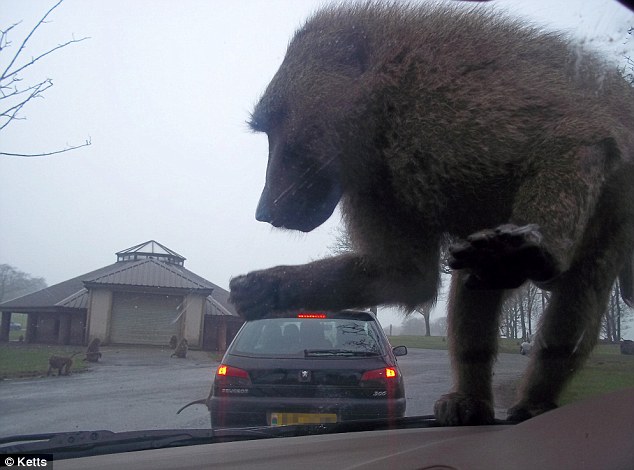 King Kong Photographer's optical illusion captures gigantic baboon that 