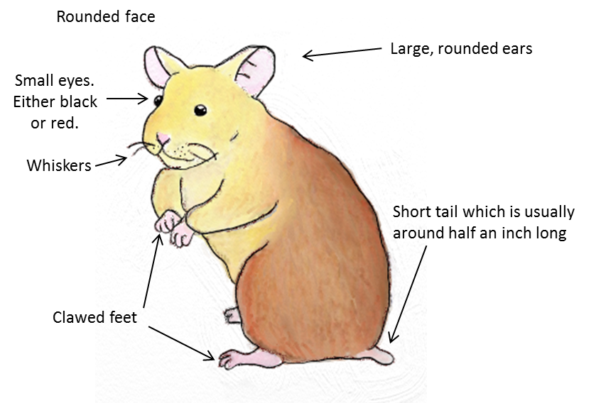 Animal Tails ) What is a Syrian hamster?