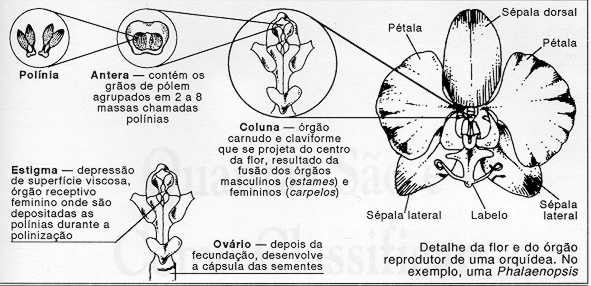 Curso de Cultivo de Orquideas