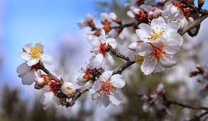 Para leer debajo los almendros