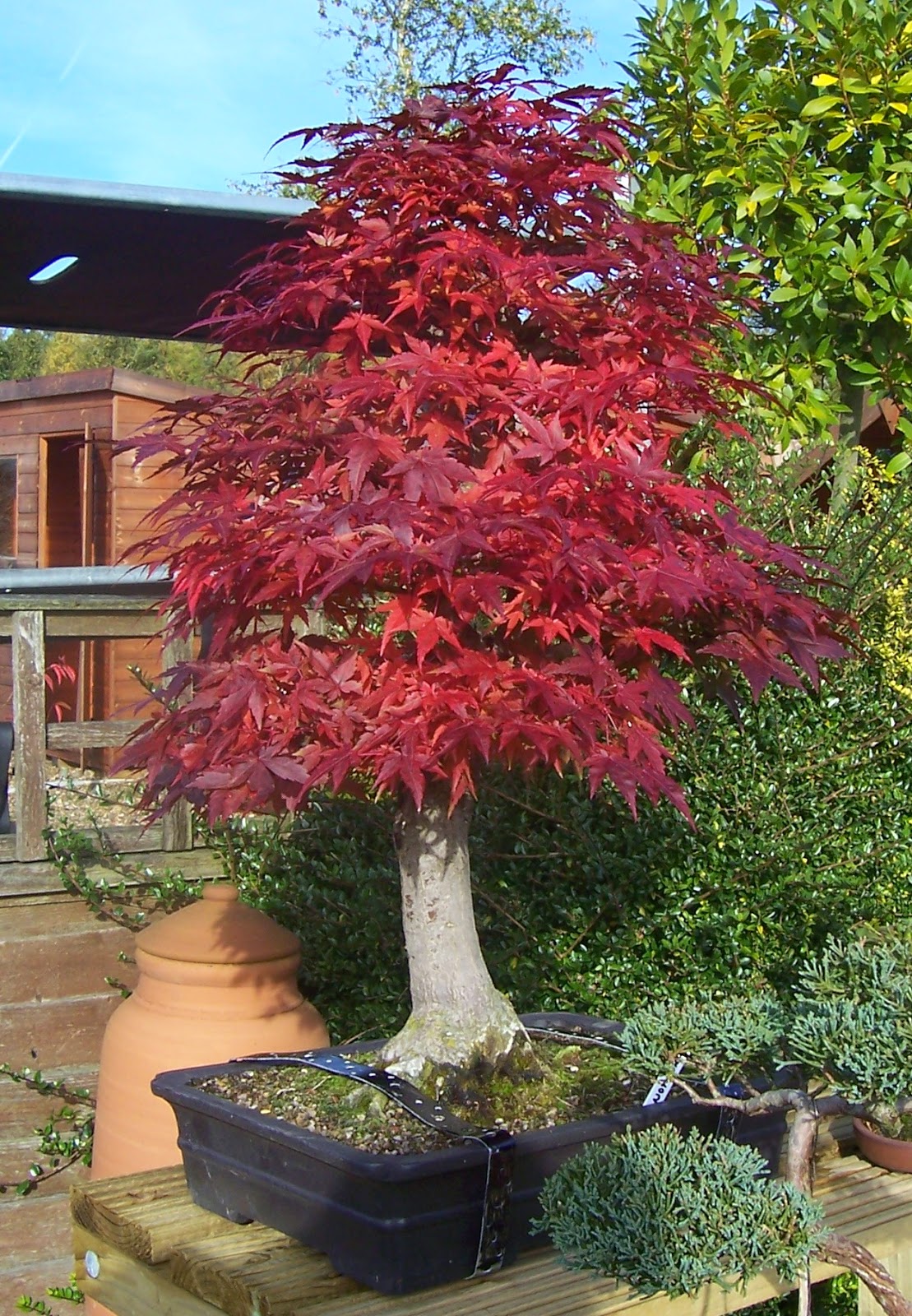 MiKo Bonsai Japanese Mountain Maple Progression photos