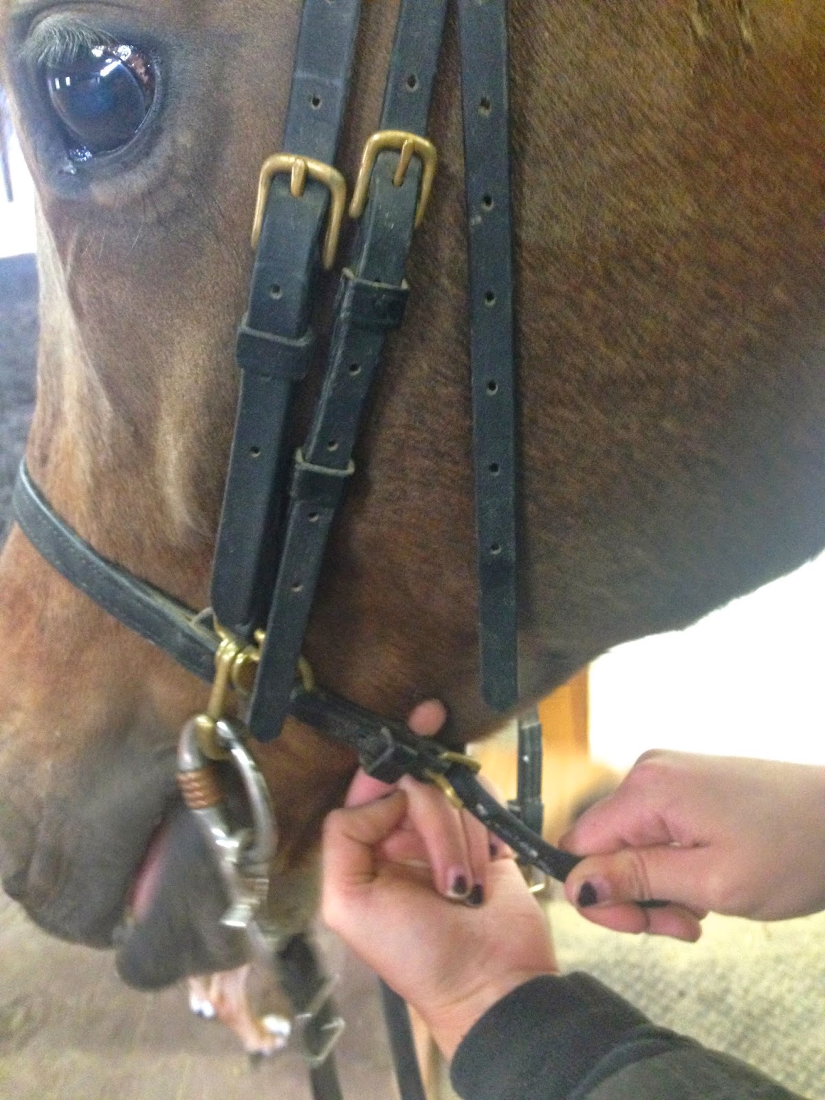 Horse Bits and Tales Bridle Basics